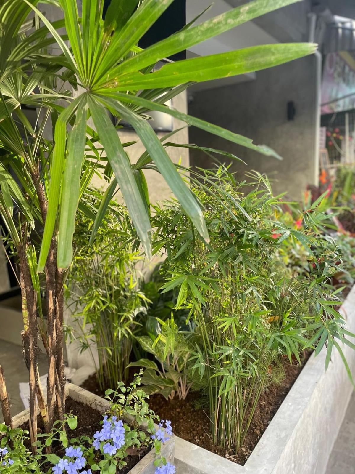 Bh Cozy Paradise Patong 외부 사진